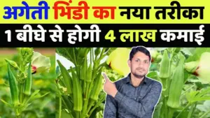 अगेती भिंडी की खेती: जनवरी में इस तकनीक से करें बुवाई, प्रति एकड़ होगा 4